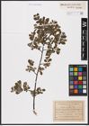 Foto von Salix aurita L.